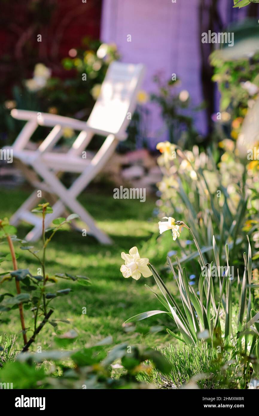 Une belle fleur dans le jardin. Banque D'Images