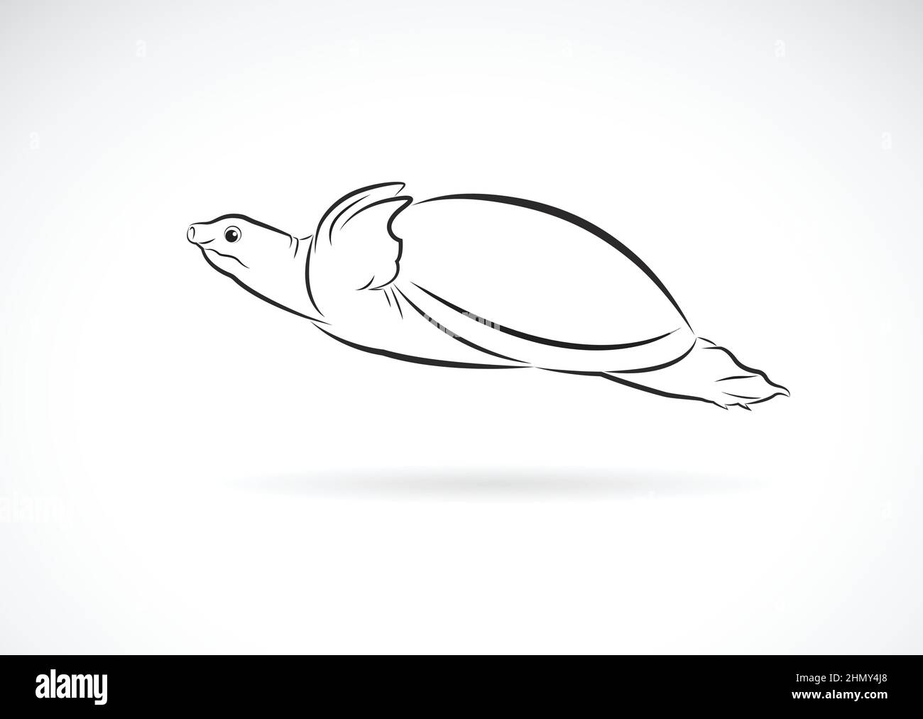 Vecteur de la tortue à écaille molle (Trionychidae) sur fond blanc. Animaux sauvages. Logo ou icône des tortues. Illustration vectorielle superposée facile à modifier. Illustration de Vecteur