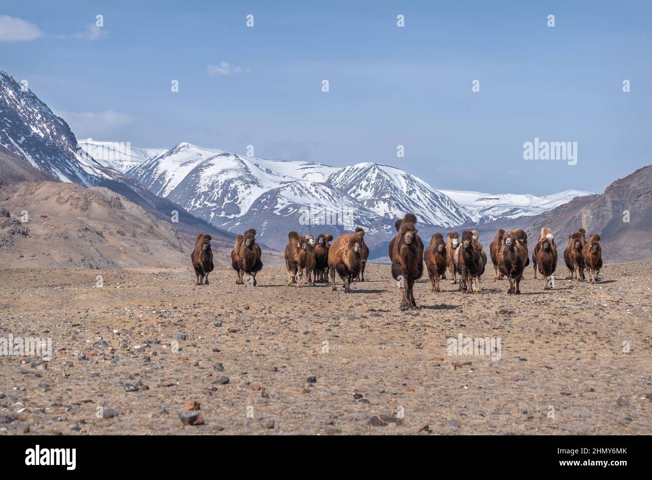 Portrait pittoresque d'un troupeau de jolis chameaux qui paissent dans la steppe sur fond de montagnes enneigées, de ciel bleu et de nuages au printemps. Altaï, Rus Banque D'Images