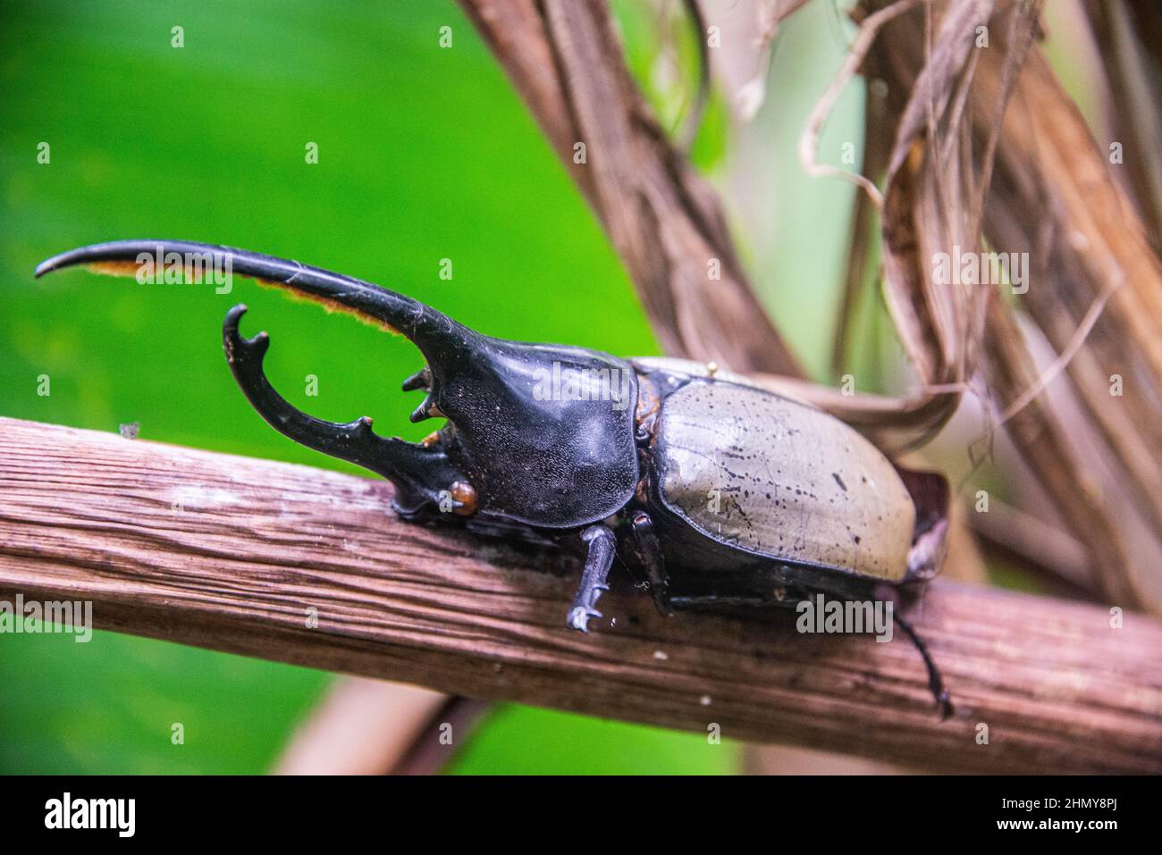 Coléoptère Hercules (Dynastes hercules), Réserve forestière de Monteverde Cloud, Costa Rica Banque D'Images