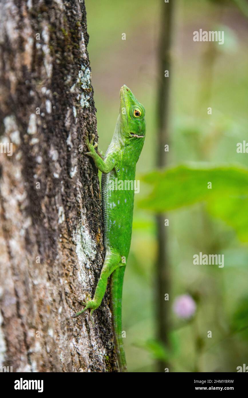 Lizard basilisque commun (Basiliscus basiliscus), Réserve forestière de Monteverde, Costa Rica Banque D'Images