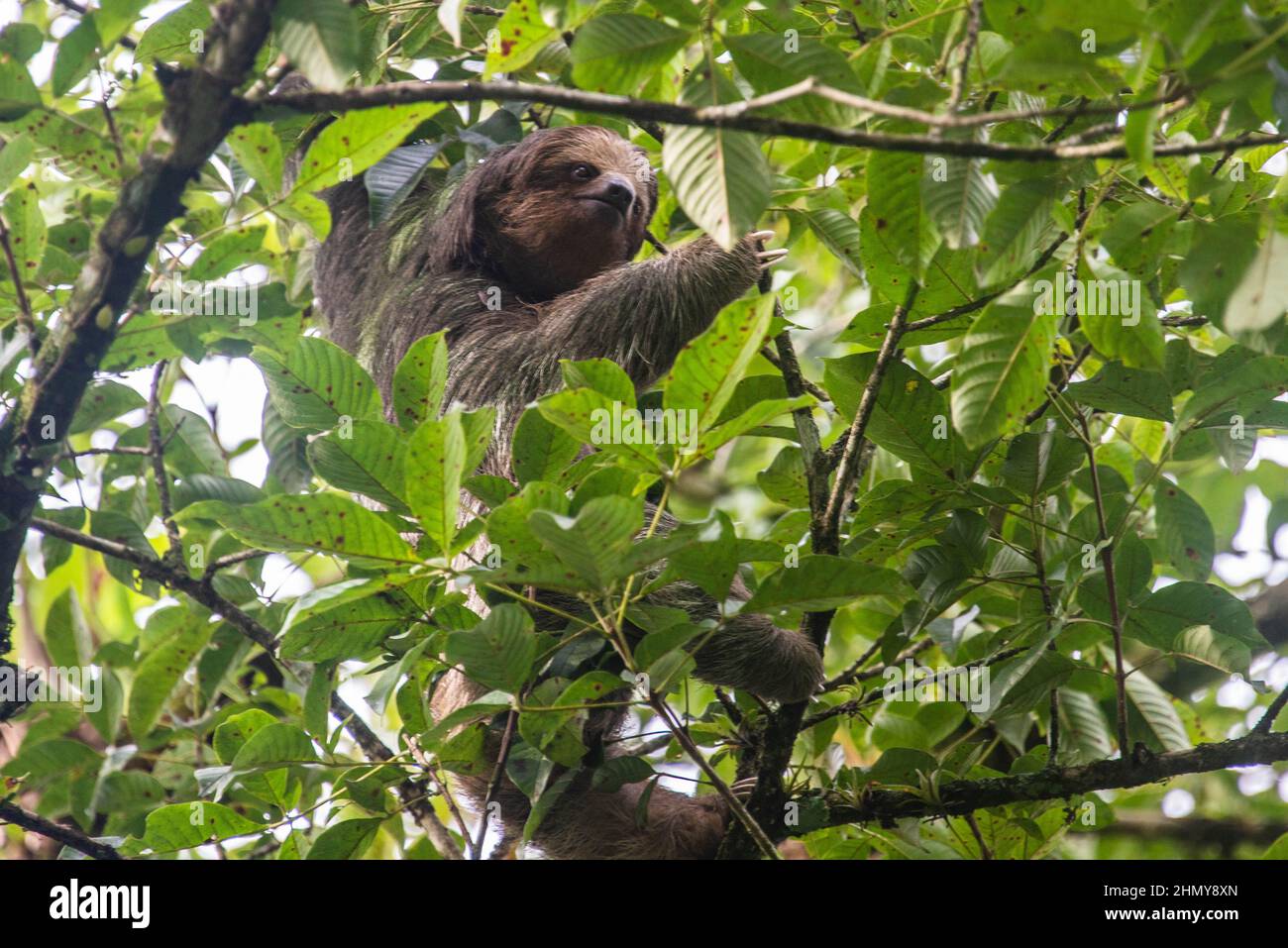 Paresseux brun à trois doigts (Bradypus variegatus), réserve forestière de Monteverde, Costa Rica Banque D'Images