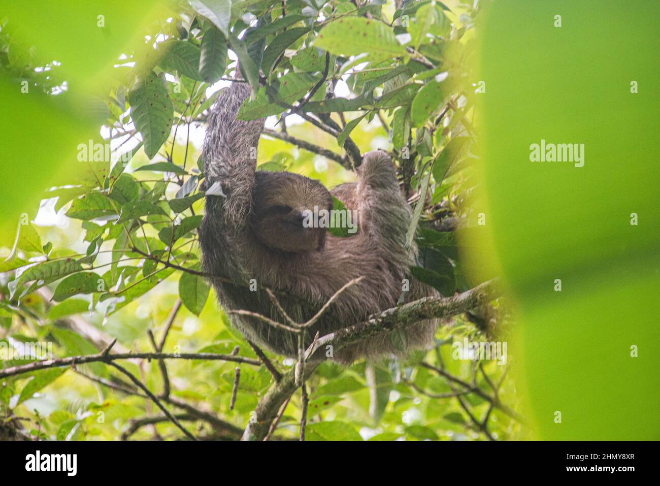 Paresseux brun à trois doigts (Bradypus variegatus), réserve forestière de Monteverde, Costa Rica Banque D'Images