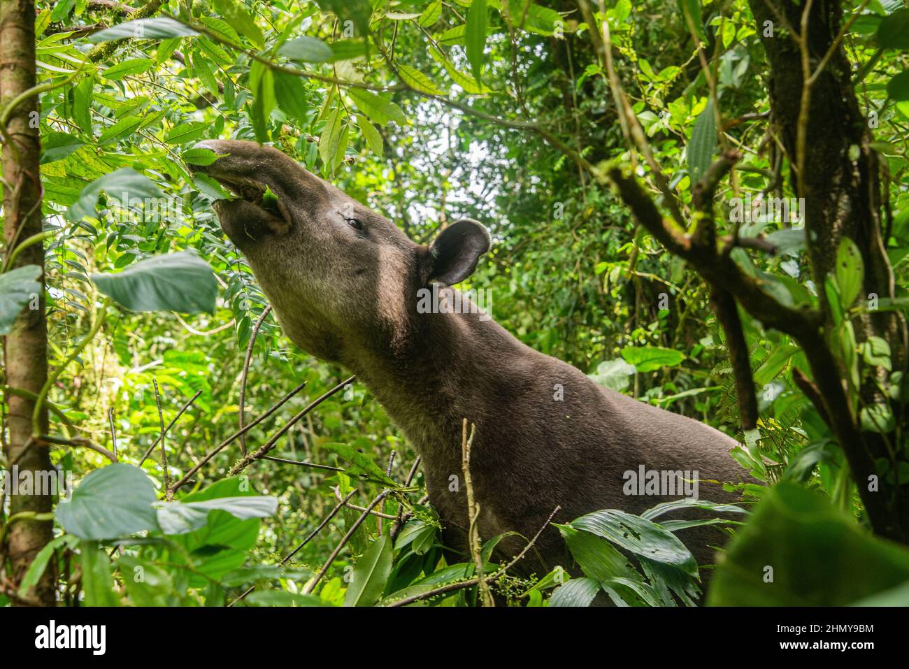 Papir de Baird (Tapirus bairdii), Parc national du volcan Tenorio, Guanacaste, Costa Rica Banque D'Images