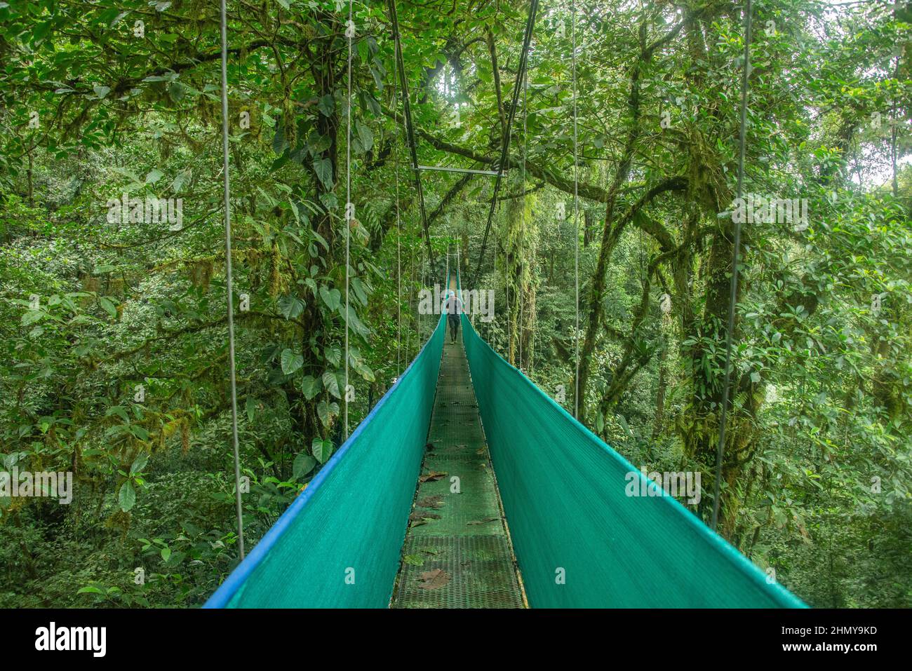 Pont suspendu au-dessus de la forêt nuageuse, Guanacaste, Costa Rica Banque D'Images