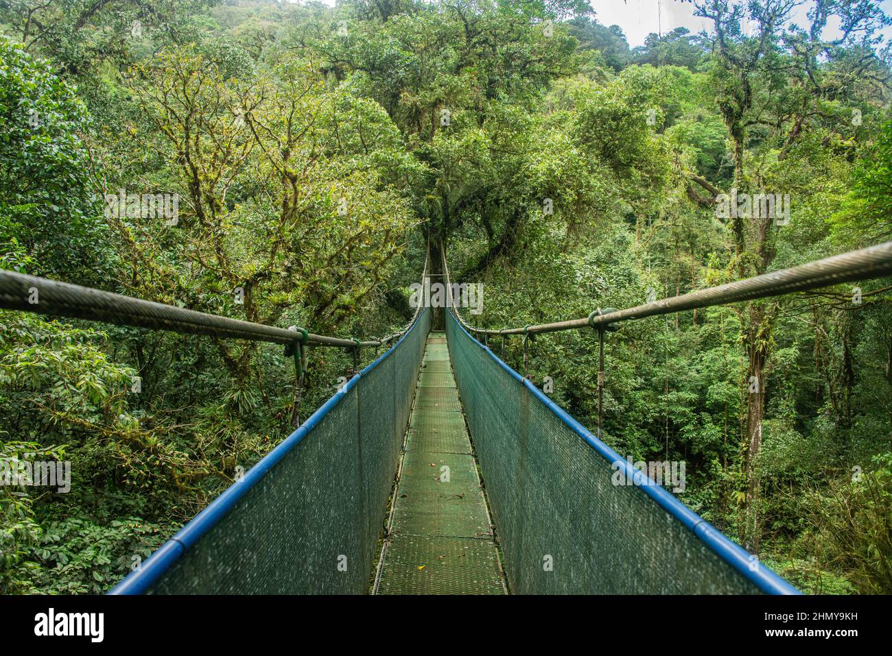 Pont suspendu au-dessus de la forêt nuageuse, Guanacaste, Costa Rica Banque D'Images