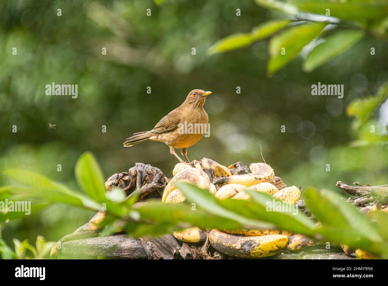 Jay Psilorhinus morio Cartago province, Costa Rica Banque D'Images