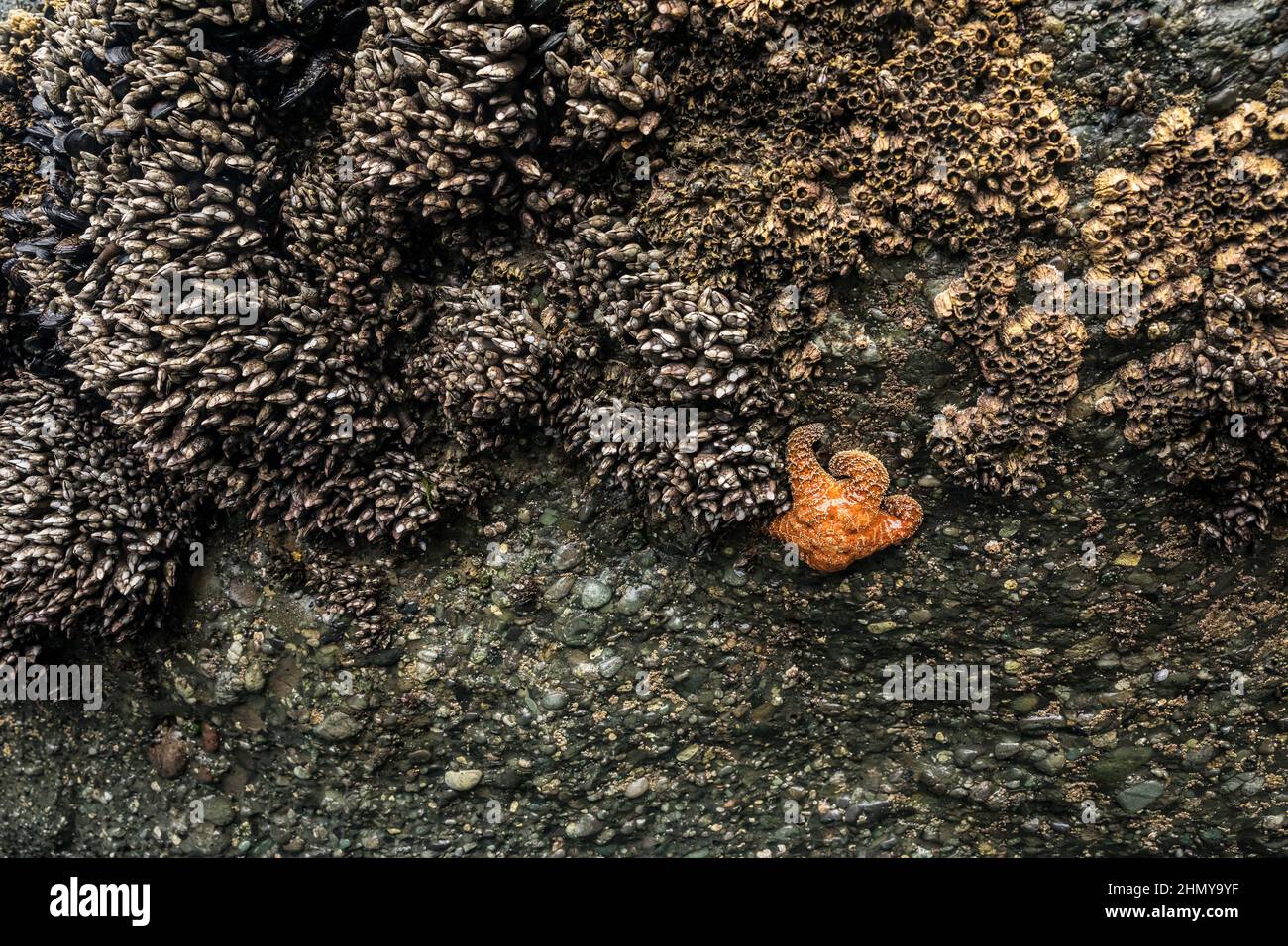 Une étoile de mer accrochée à une roche à marée basse sur la côte olympique de l'État de Washington, États-Unis. Banque D'Images