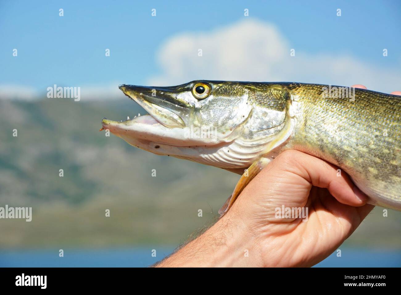 Pêche d'été - brochet fraîchement pêché sur le fond du réservoir de Bukhtarma (lac), Kazakhstan Banque D'Images