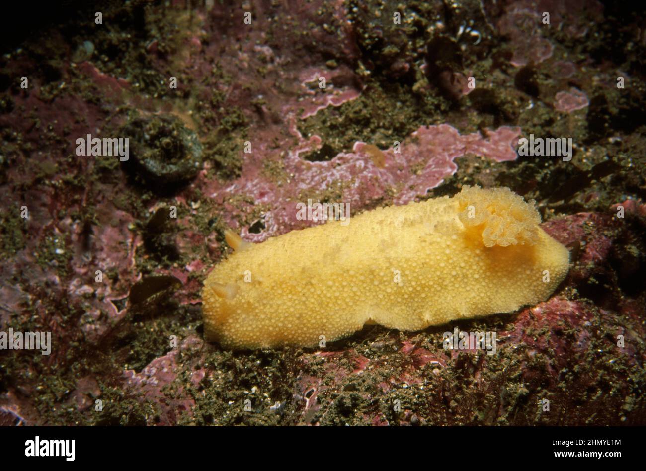 Citron de mer (Doris pseudoargus) sur la roche couverte de lithothamnion, Royaume-Uni. Banque D'Images