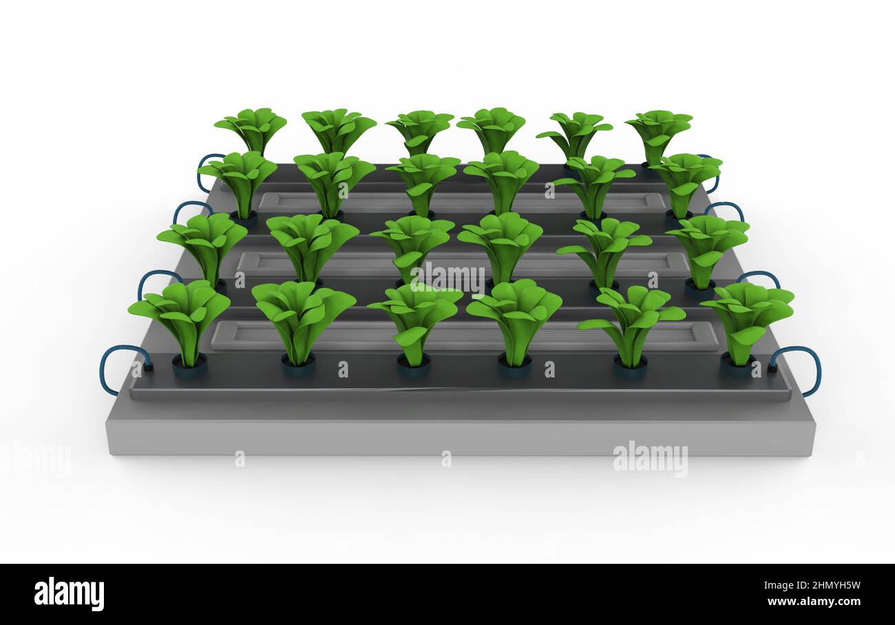 rendu 3d des plantes surélevées dans le lit de jardin isolé sur blanc Banque D'Images