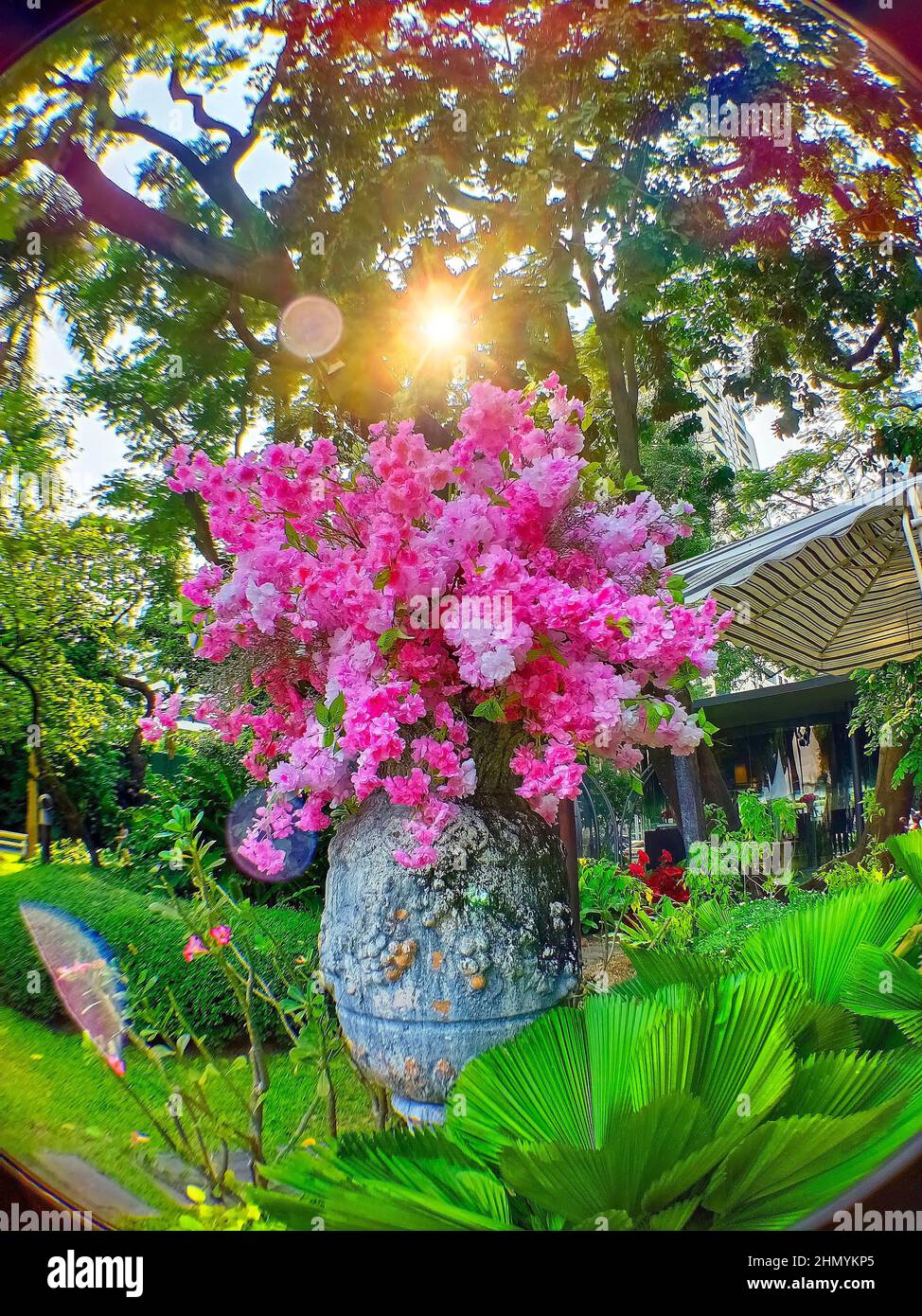 Belles fleurs roses dans un grand pot vintage dans le jardin sous le reflet de la lumière du soleil à travers les branches d'arbres dans l'après-midi Banque D'Images