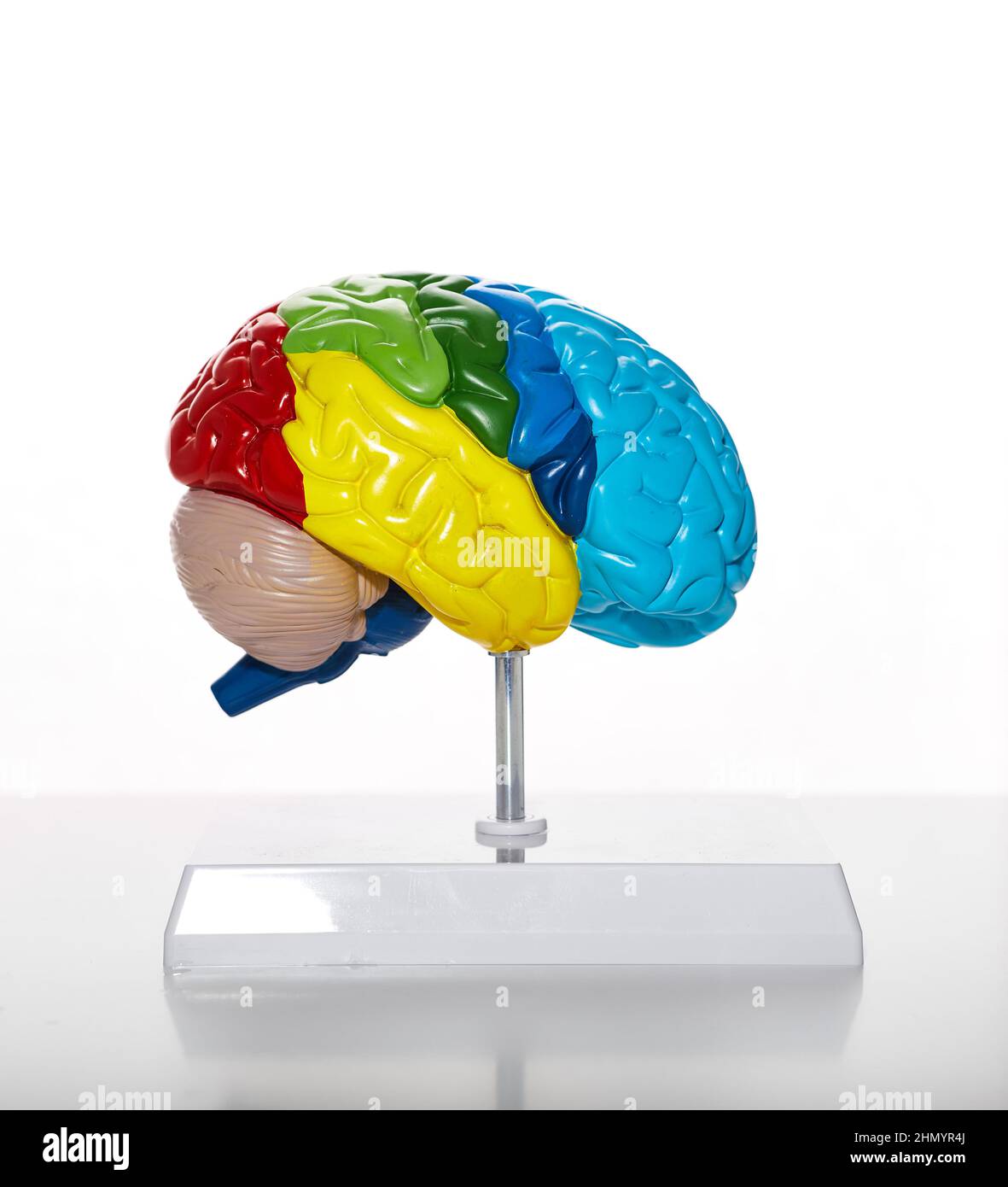 Modèle anatomique du cerveau humain pour l'éducation médicale, gros plan. Concept de santé du cerveau dans la santé Banque D'Images