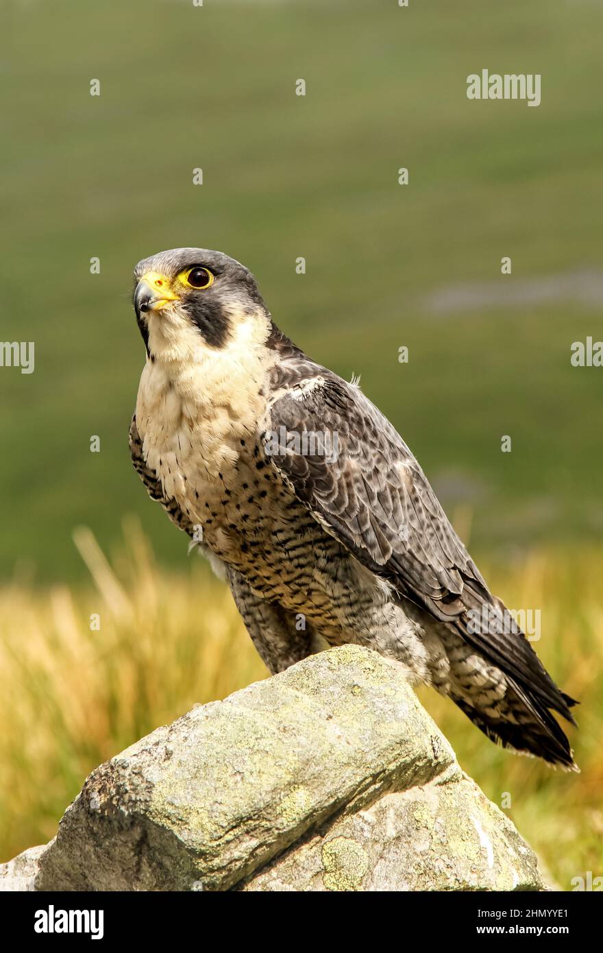 Portrait d'un faucon pèlerin dans un habitat naturel des landes, perché sur une roche couverte de lichen. Nom scientifique: Falco Peregrinus. Gros plan. Copier l'espace. Banque D'Images