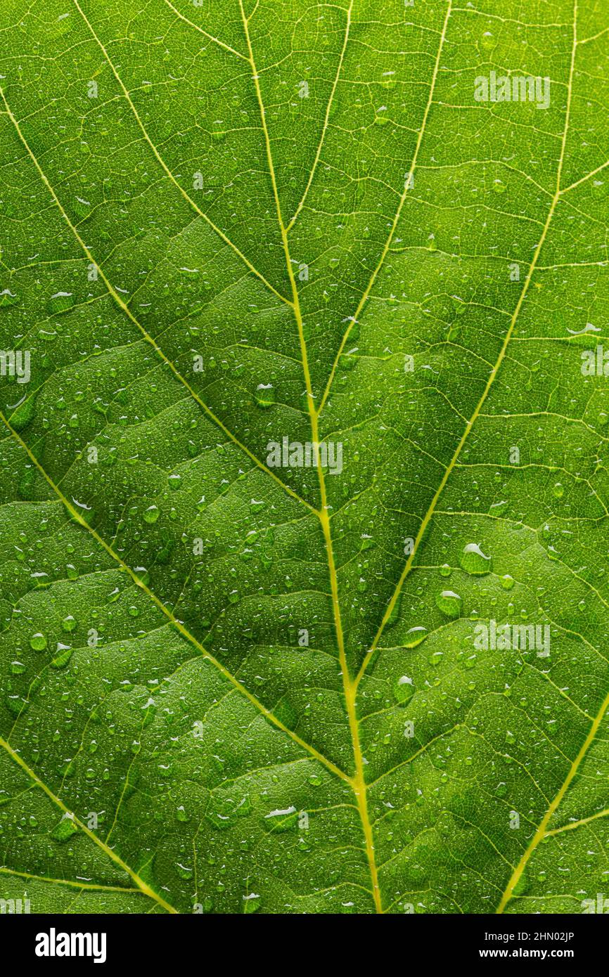 Gouttes de pluie sur une feuille Banque D'Images