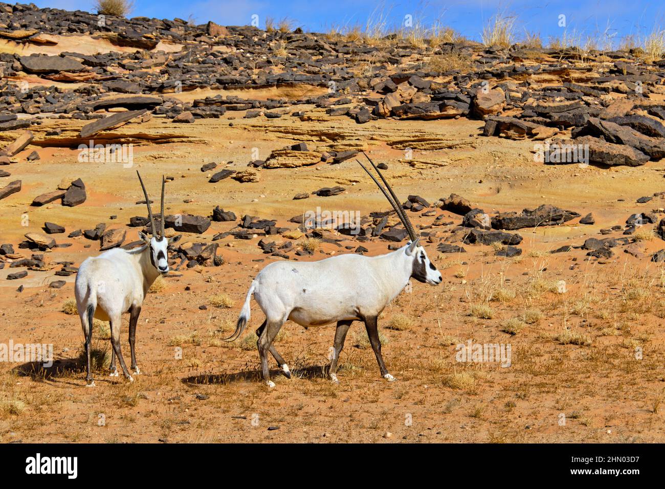 Arabie Saoudite, région d'Al Madinah, Alula ou Al Ula, réserve naturelle de Sharaan, oryx arabe Banque D'Images