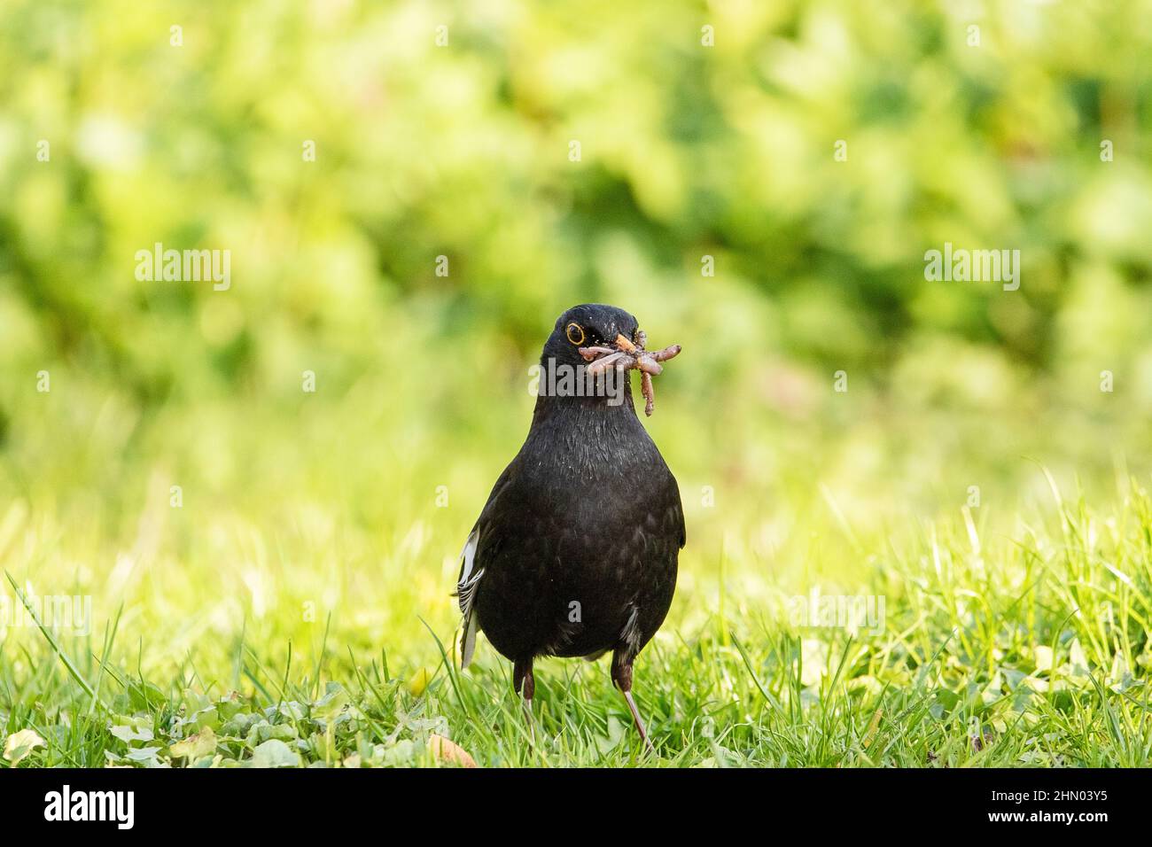 L'Amsel femelle (Turdus Merula) avec beaucoup de vers de terre dans le bec a été très réussie. Banque D'Images