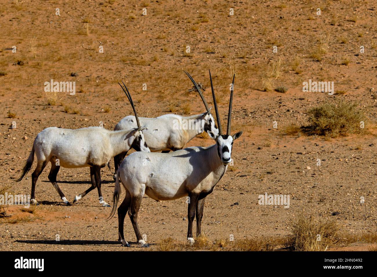 Arabie Saoudite, région d'Al Madinah, Alula ou Al Ula, réserve naturelle de Sharaan, oryx arabe Banque D'Images