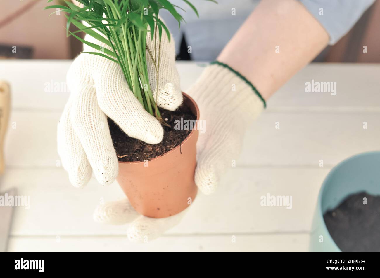 Transplantation de la camaedorea verte à la maison, plantes de maison . Photo de haute qualité Banque D'Images