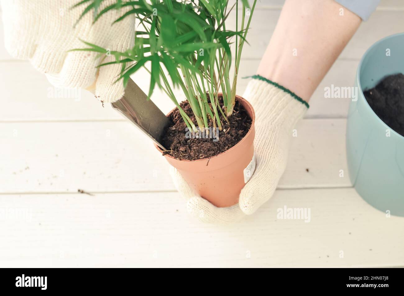 Transplantation de la camaedorea verte à la maison, plantes de maison . Photo de haute qualité Banque D'Images