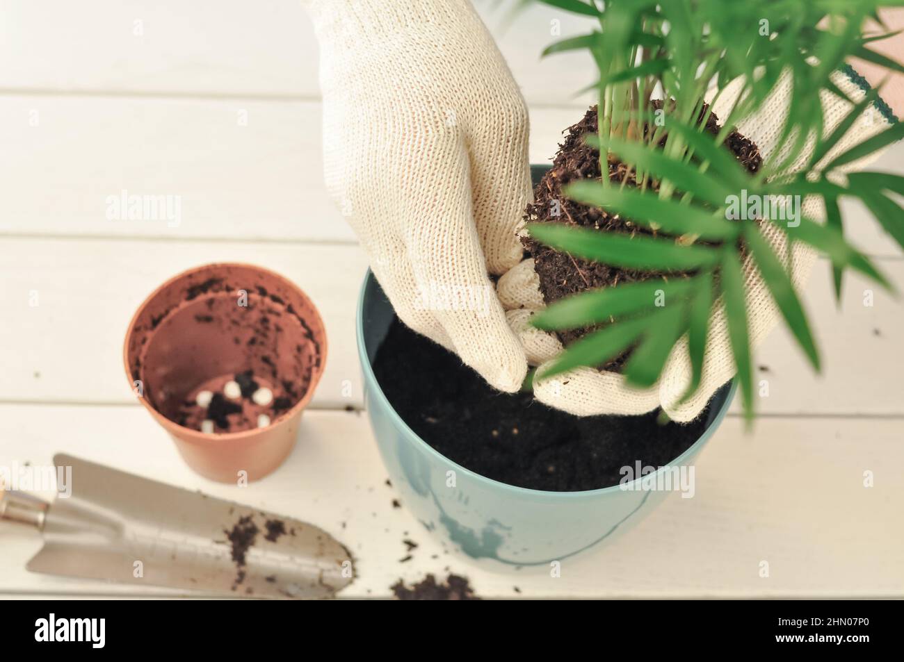 Transplantation de la camaedorea verte à la maison, plantes de maison . Photo de haute qualité Banque D'Images