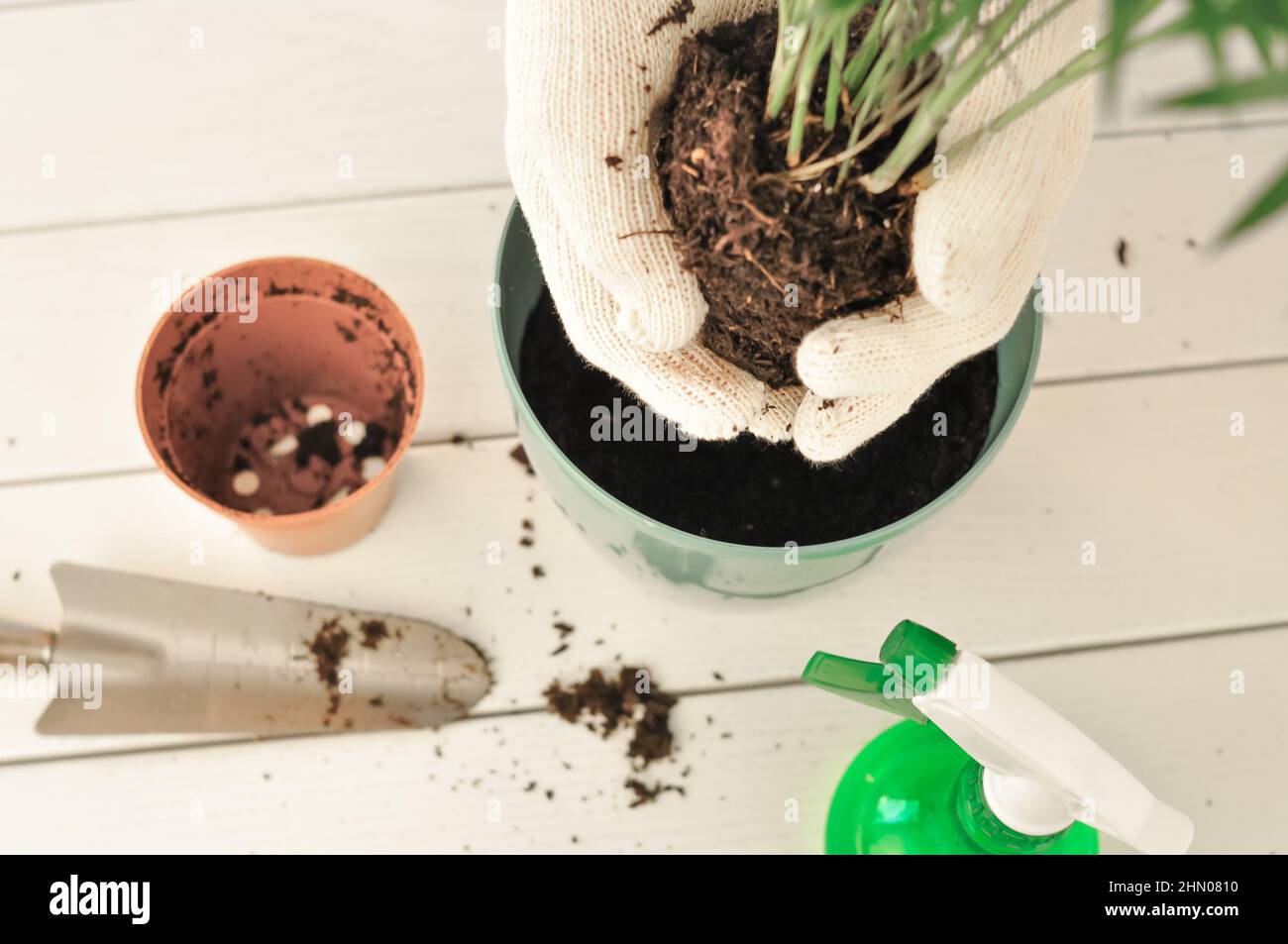 Transplantation de la camaedorea verte à la maison, plantes de maison . Photo de haute qualité Banque D'Images