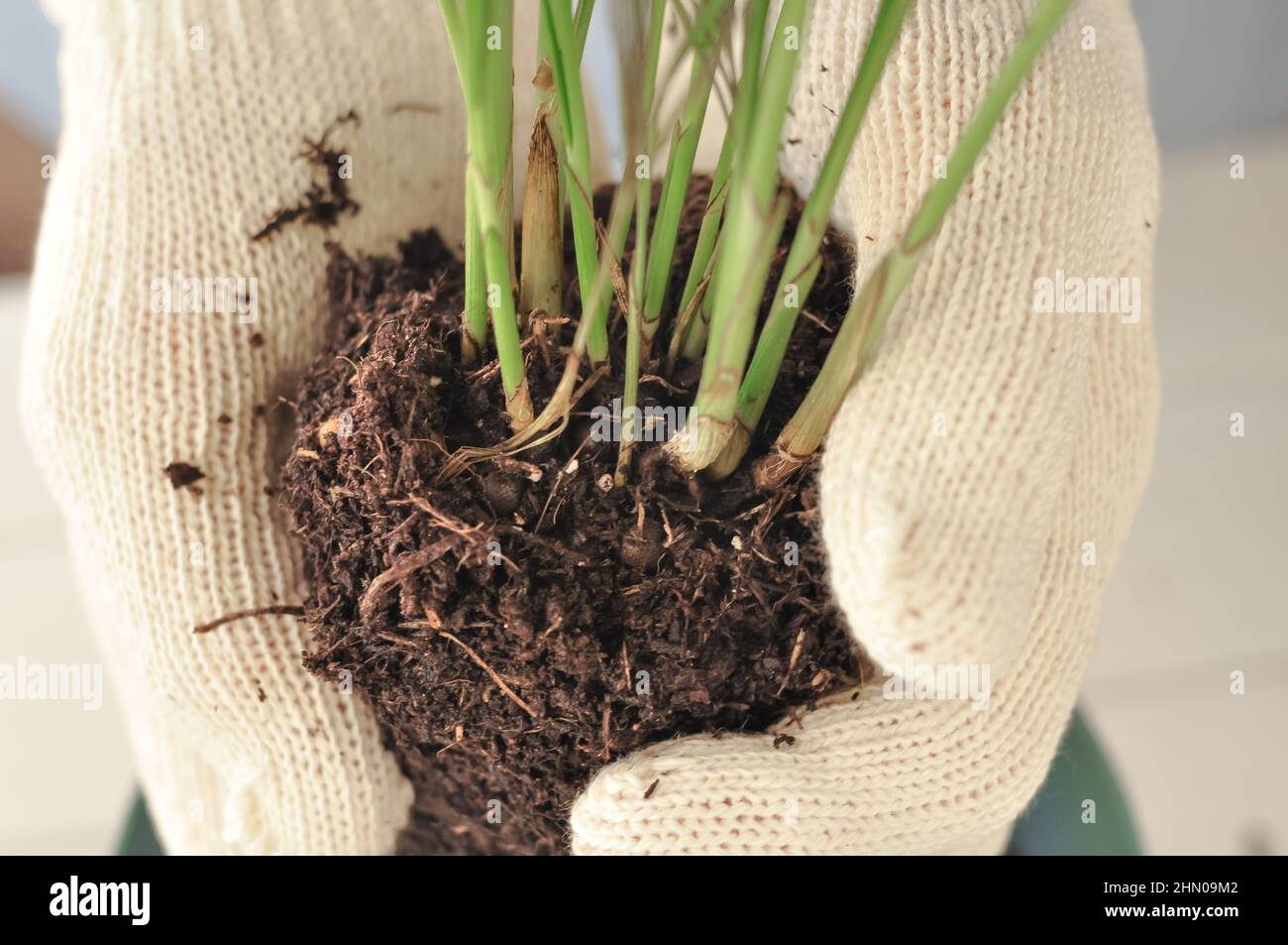 Transplantation de la camaedorea verte à la maison, plantes de maison . Photo de haute qualité Banque D'Images