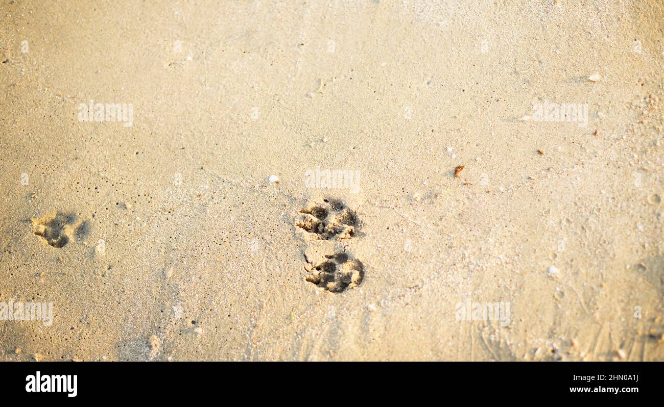 Pistes pour chiens dans le sable. Plage. Animaux. Banque D'Images