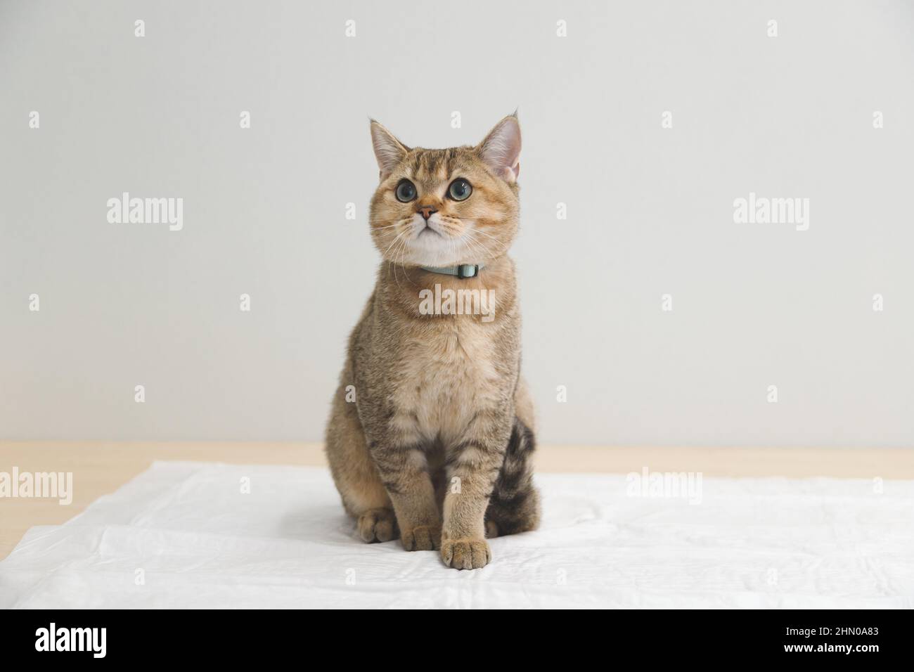 Mignon Chaton Ecossais Droit Dore Ombre Chinchilla Ny 11 Drole Et Curieux Chaton Dans Des Verres Sur Fond Blanc Une Race De Chat Domestique Photo Stock Alamy