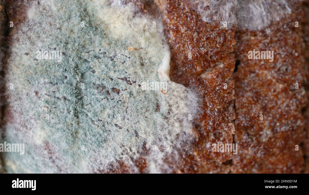 Photo macro d'un vieux pain avec moule en purée et couleurs blanches Banque D'Images