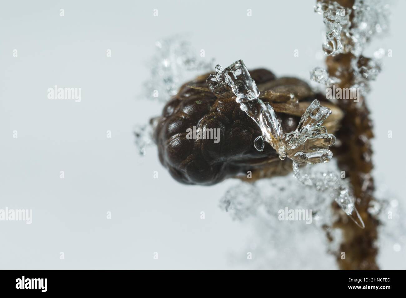 Cocon aux œufs du coléoptère des feuilles hivernant (Galeruca tanaceti) Banque D'Images