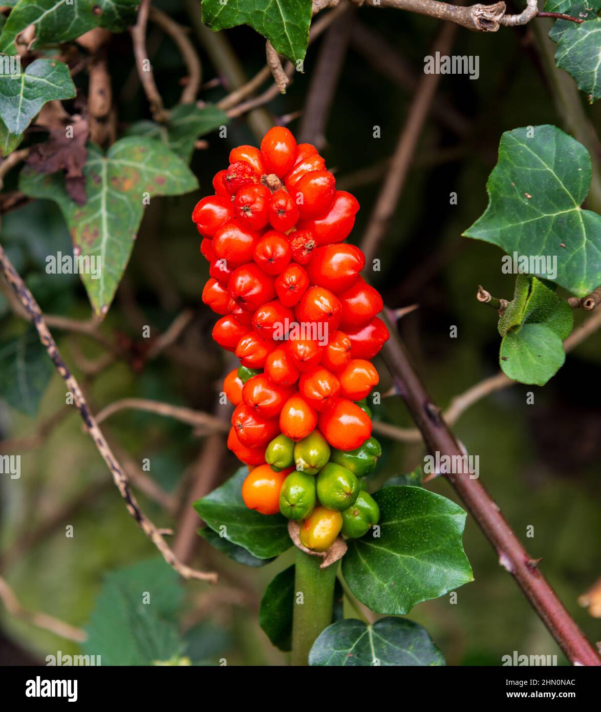 Une pointe de baies rouges de Lords et de Dames ou d'Arum sauvage - Arum maculatum Banque D'Images