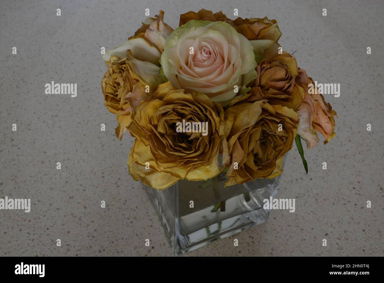 Rose fraîche avec des roses mortes – mettant en évidence souhaitable avec non désiré – recherché avec non désiré – beau avec laid. Contraste visuel élevé. Banque D'Images