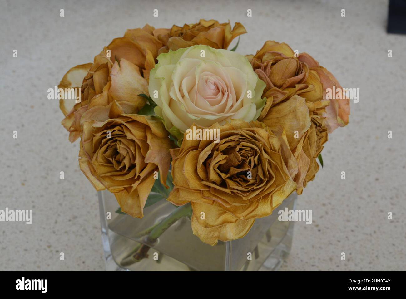 Rose fraîche avec des roses mortes – mettant en évidence souhaitable avec non désiré – recherché avec non désiré – beau avec laid. Contraste visuel élevé. Banque D'Images