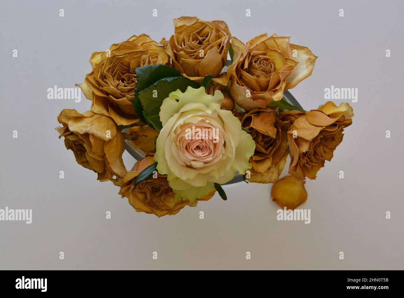 Rose fraîche avec des roses mortes – mettant en évidence souhaitable avec non désiré – recherché avec non désiré – beau avec laid. Contraste visuel élevé. Banque D'Images