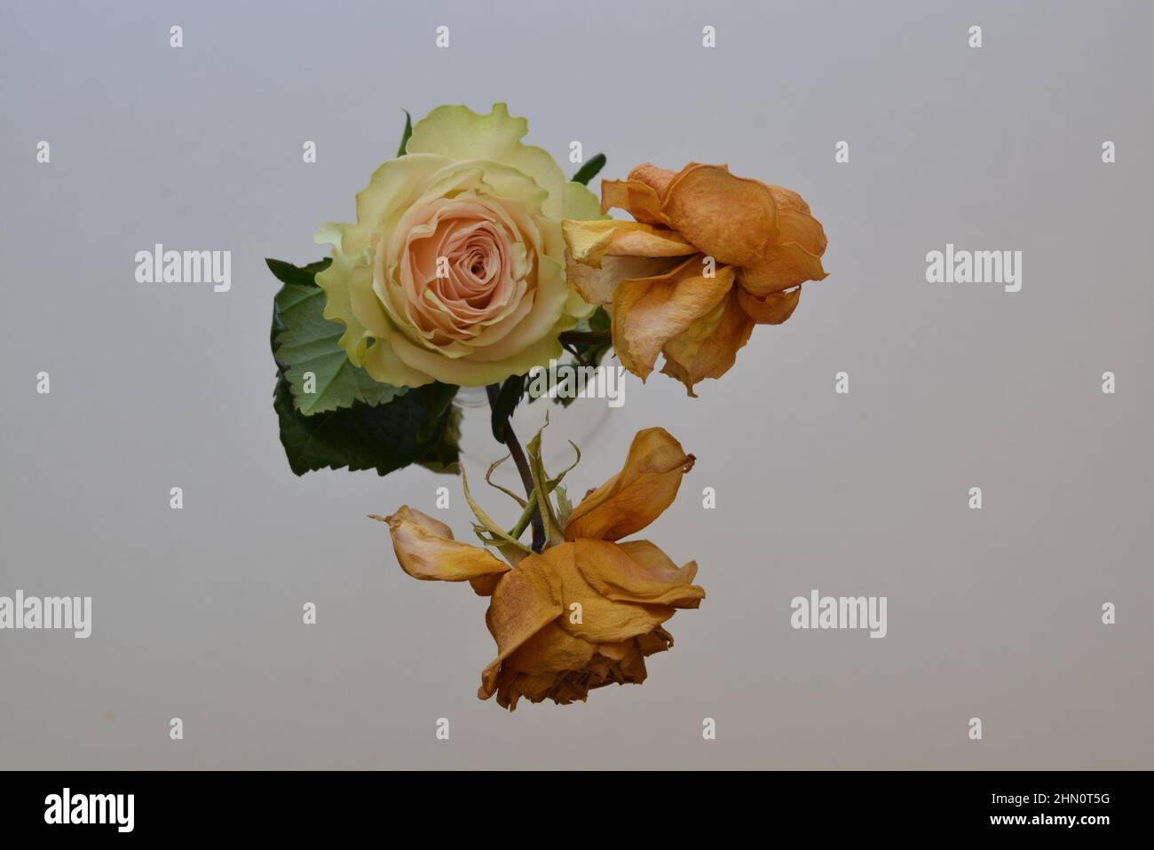 Rose fraîche avec des roses mortes – mettant en évidence souhaitable avec non désiré – recherché avec non désiré – beau avec laid. Contraste visuel élevé. Banque D'Images