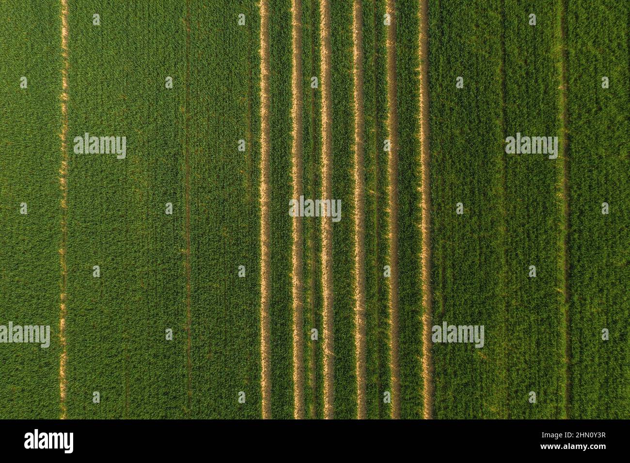 Champ vert avec chenilles simples. Tir de drone Banque D'Images