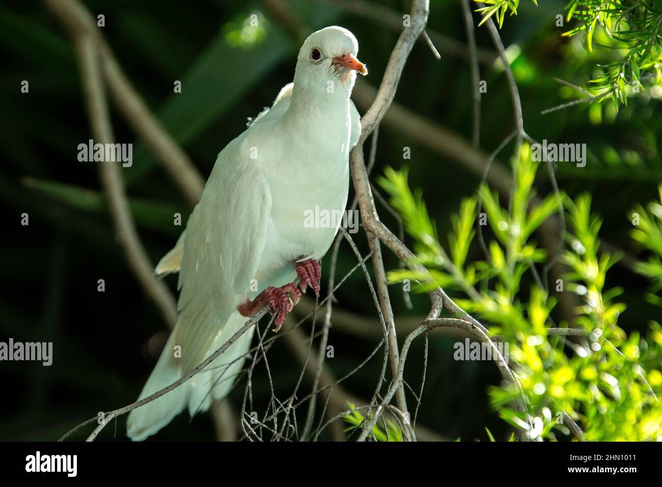 Une colombe blanche perchée sur une branche. Banque D'Images