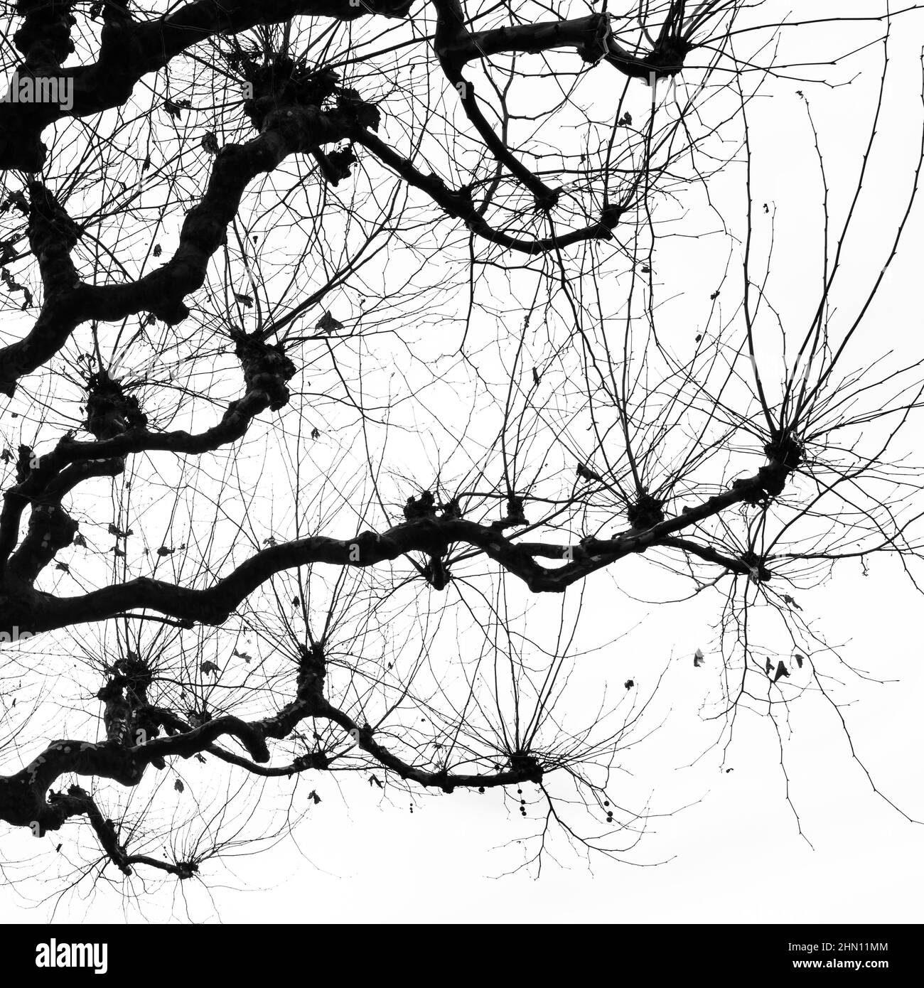 Arrière-plan naturel. Branches de l'arbre Sycamore. Noir et blanc. Banque D'Images