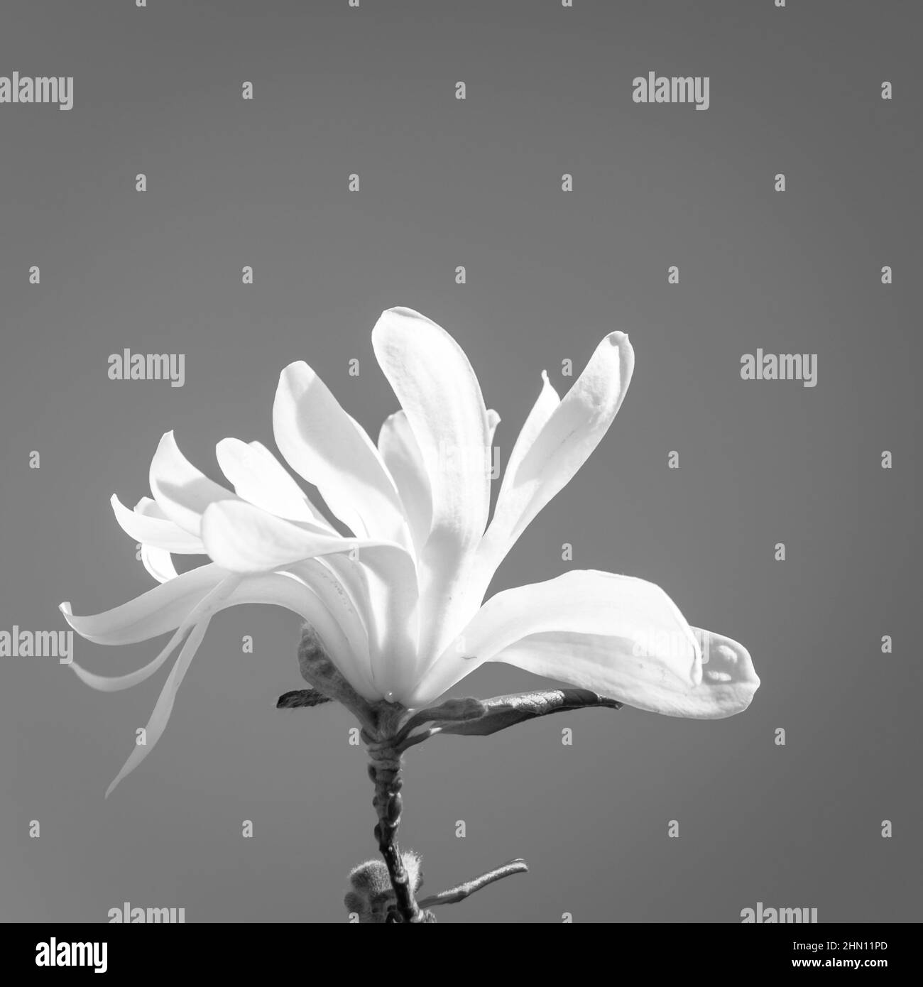 Fleur d'arbre de fruits. Pétales blancs délicats contre le ciel bleu du printemps. Mise au point sélective. Copier l'espace. Noir et blanc Banque D'Images