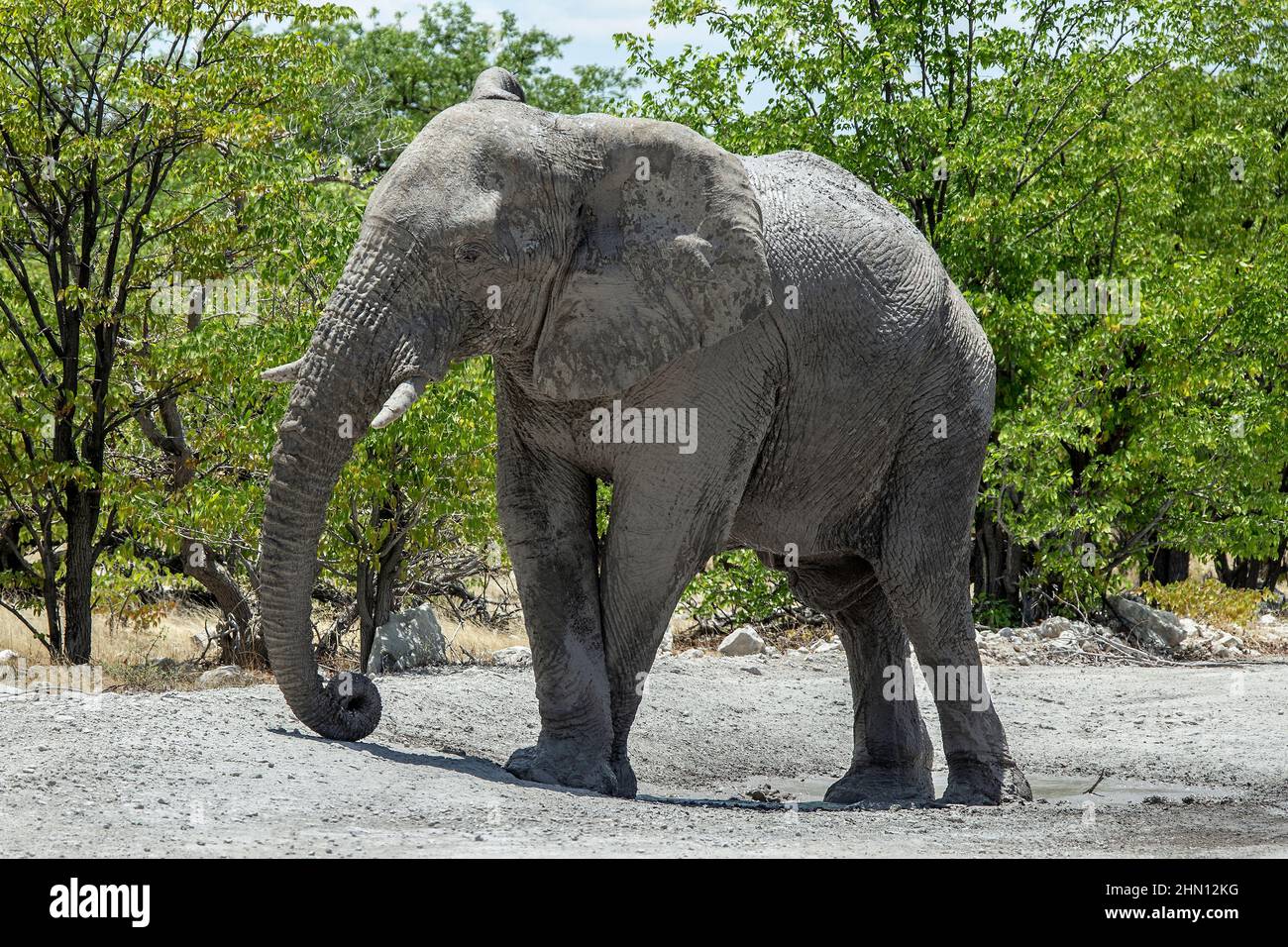 Éléphant relaxant avec les jambes avant croisées et le tronc courbé. Banque D'Images