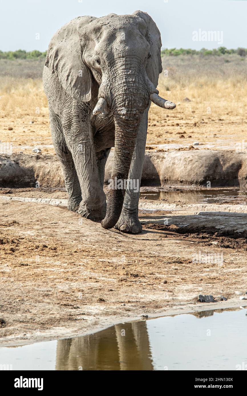 Éléphant approchant de l'eau - format portrait. Banque D'Images