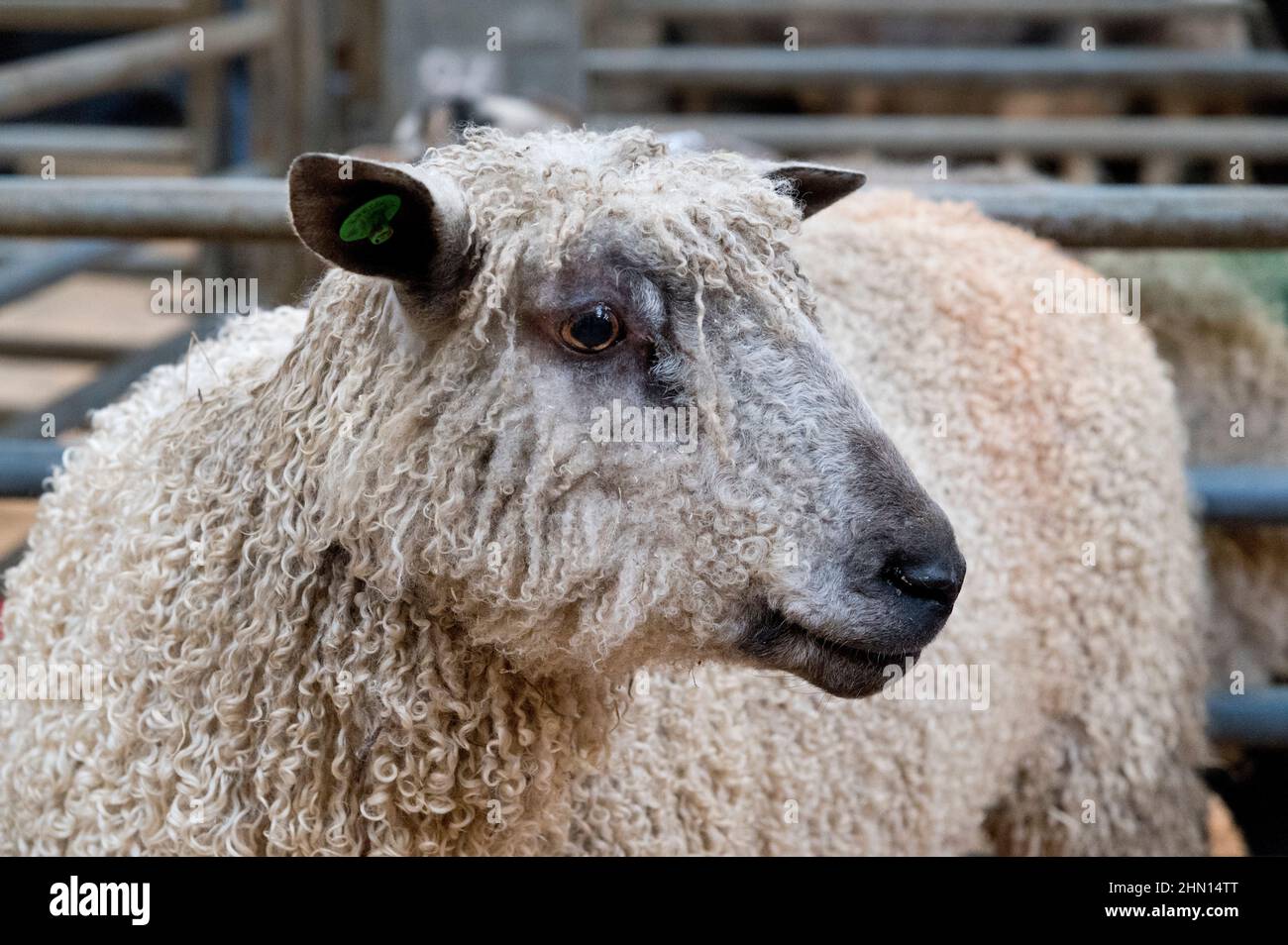 Teeswater Ewe à Bentham Auction Mart, North Yorkshire, Royaume-Uni. Le Teeswater est une race de moutons de Teesdale. Banque D'Images