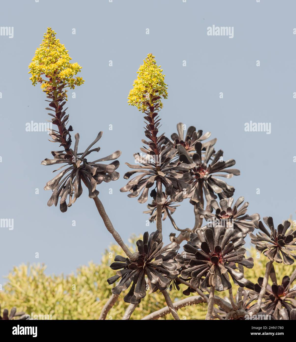 Jardin de Cactus montrant l'Arborum Aeonium en fleur jardin de Cactus , par Cesar Manrique sur l'île de Lanzarote îles Canaries Espagne Banque D'Images