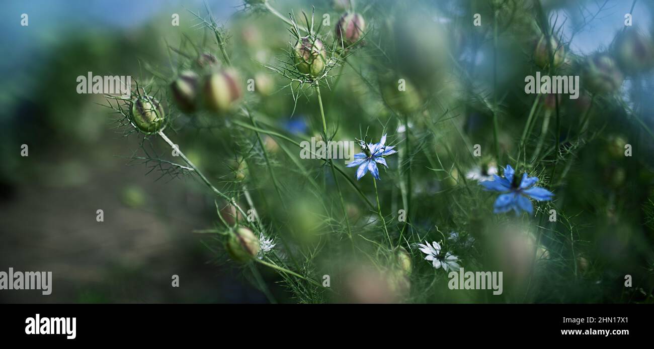 fleurs de cumin noires dans le jardin Banque D'Images