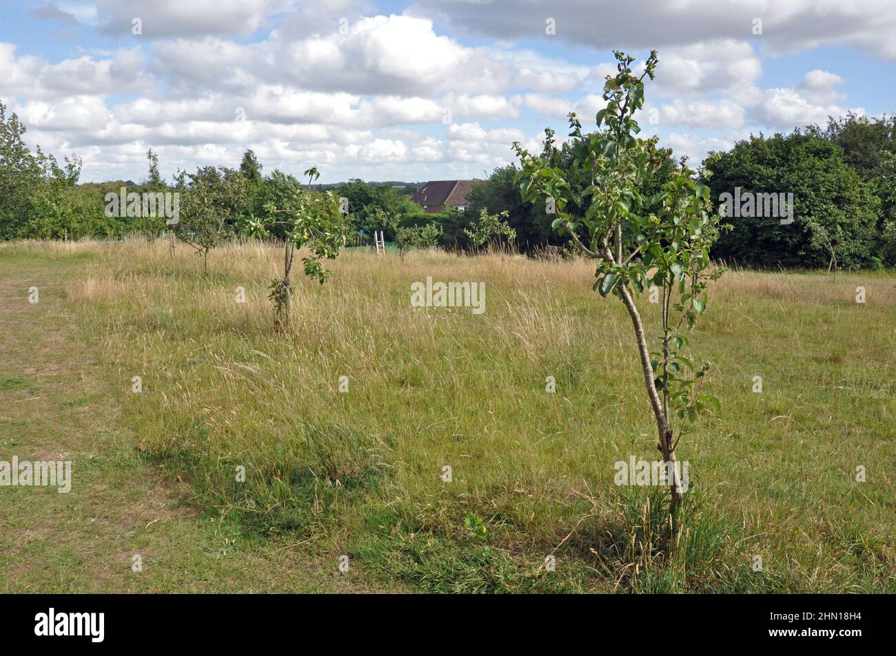 Pommeraie avec pommiers, herbe, chemins, ciel bleu couvert nuage. Prise dans le Kent, Royaume-Uni. Banque D'Images