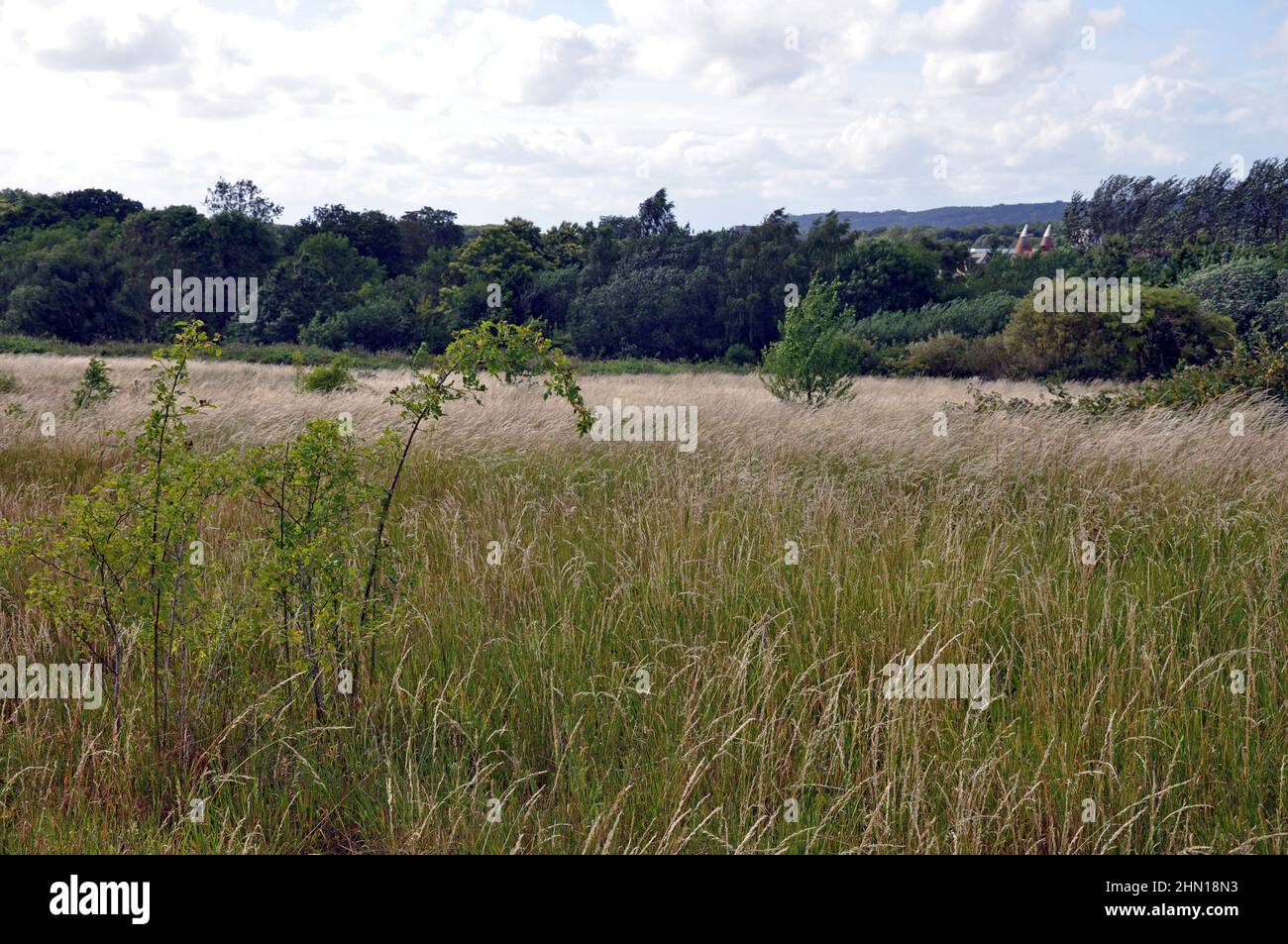Champs d'herbe et de plantes avec ciel bleu et nuages avec arbres en arrière-plan. Prise à Maidstone, Kent, Royaume-Uni. Banque D'Images