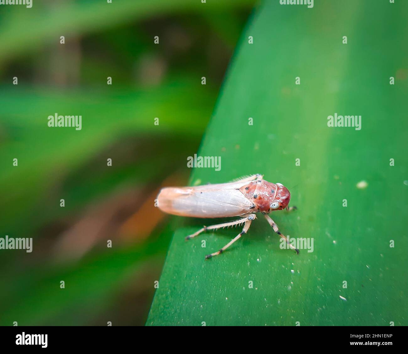Gros plan d'un bel insecte de la trémie de feuilles Une cicadelle est le nom commun de toute espèce de la famille des Cicadillidae. Banque D'Images