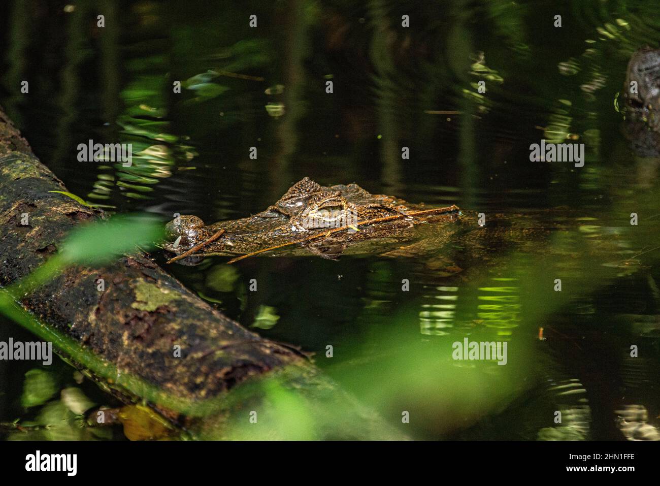 Caiman (Caiman crocodilus), parc national de Cahuita, Costa Rica Banque D'Images