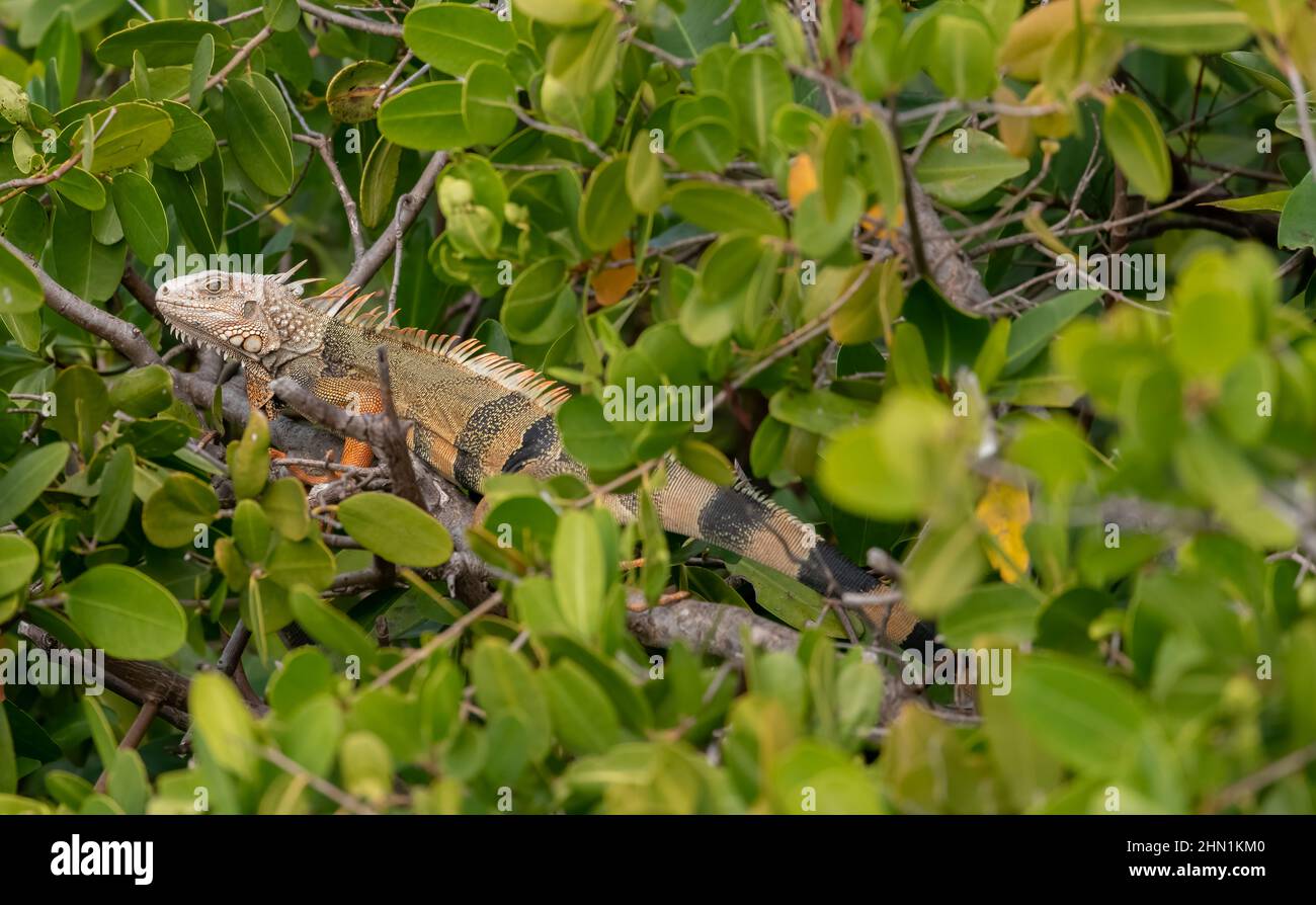 Un Iguana vert (iguana Iguana) sur une succursale dans les Florida Keys, Floride, États-Unis. Banque D'Images